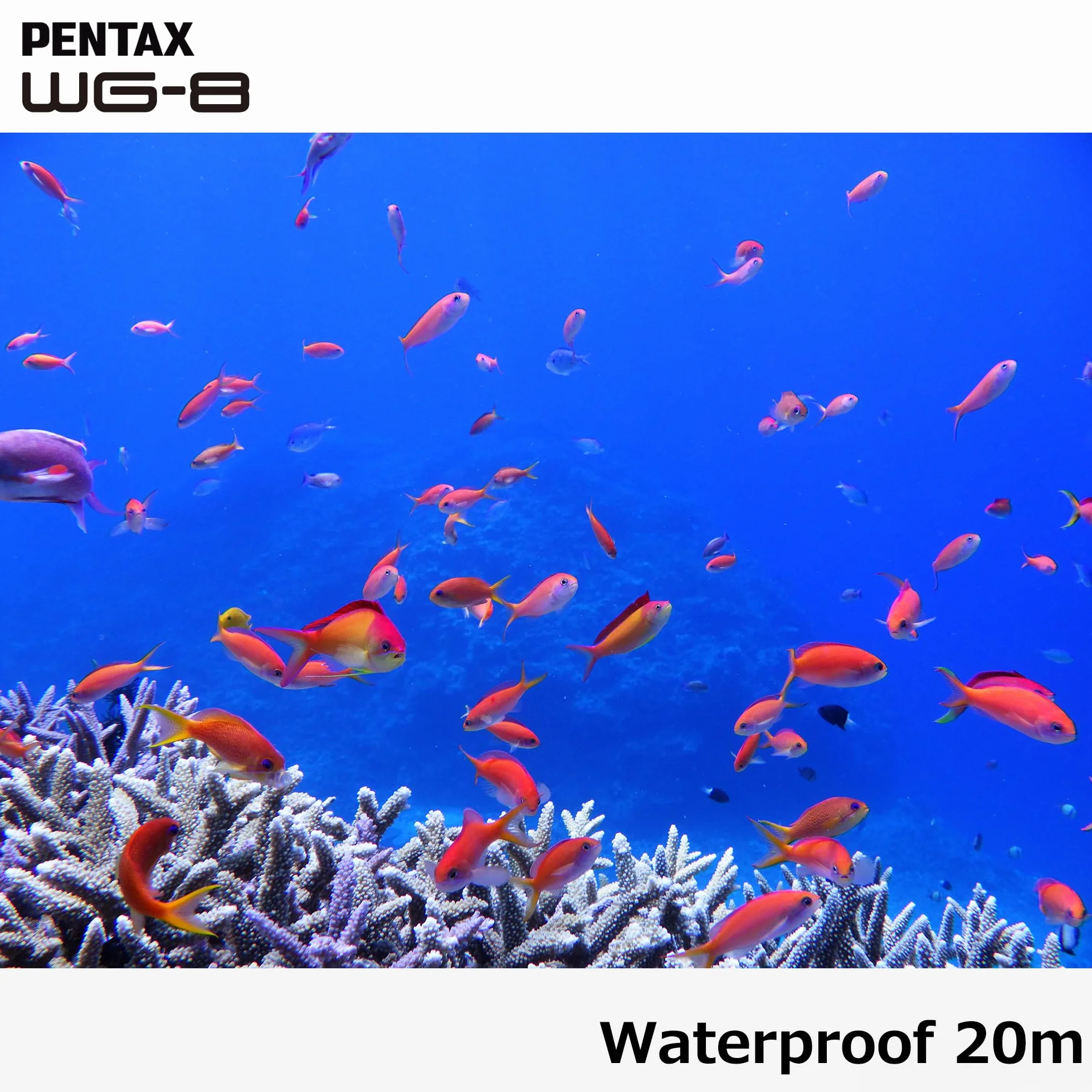 Pentax WG-8 Czarny Aparat Przygodowy Wodoodporny