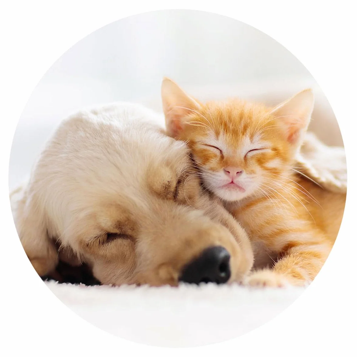 PopSockets PopGrip wysuwany uchwyt na palec Basic Cat & Dog do smartfonów i tabletów
