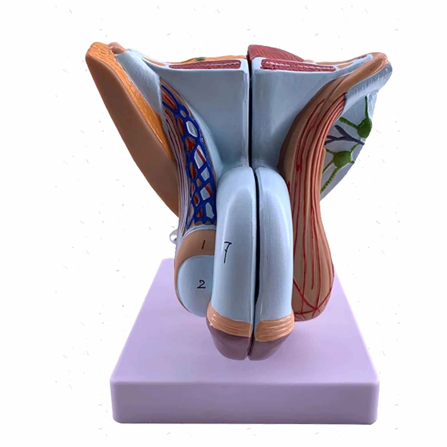 Modele narządów rozrodczych męskich narządów płciowych - Model anatomii człowieka Materiał PVC Anatomiczny model człowieka - do nauki Wyświetlanie Nauczanie Model medyczny